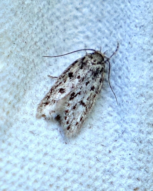 bryotropha domestica